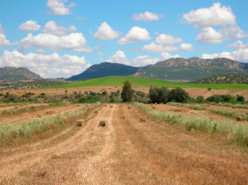Paisaje agrícola en la Dehesa de Castilseras. Almadén
